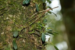 Bulbophyllum albociliatum var. albociliatum (34276000151).jpg