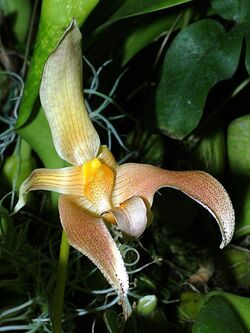 Bulbophyllum lobbii Orchi 005.jpg