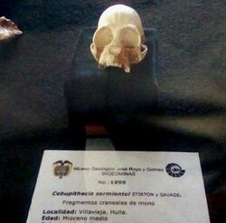 Cebupithecia skull.jpg