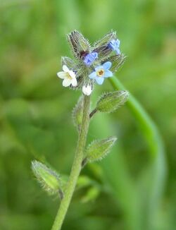 Changing Forget-me-not 600.jpg