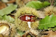 Chestnuts in spiny fruit