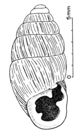 Chondrula tridens shell.png