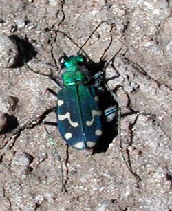 Cicindela oregona.jpg