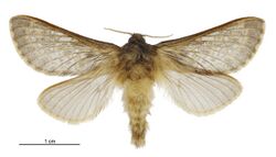 Cladoxycanus minos male.jpg