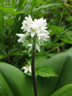 Clintonia udensis 2.JPG