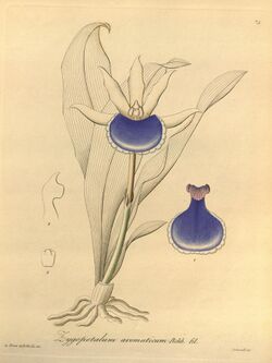 Cochleanthes aromatica (as Zygopetalum aromaticum) - Xenia vol 1 pl 73 (1858).jpg