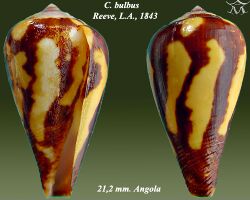 Conus bulbus 2.jpg