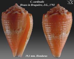 Conus cardinalis 2.jpg
