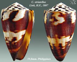 Conus striatellus 1.jpg