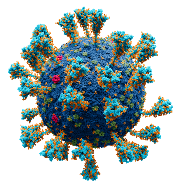 File:Coronavirus. SARS-CoV-2.png