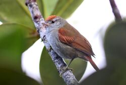 Cranioleuca demissa - Tepui Spinetail; Mount Roraima, Venezuela.jpg