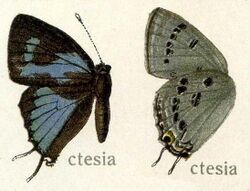 Ctesia87.jpg