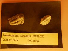 Cummingella johnesii trilobite fossils