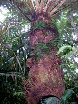 Cyathea tree fern Lord Howe Island with other ferns.jpg