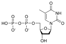 Skeletal formula of thymidine diphosphate, 2- negative charge