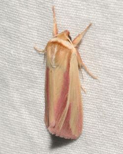 Dargida rubripennis – Pink Streak Moth.jpg