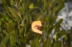Daviesia alternifolia.jpg