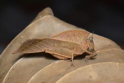 Dead-leaf Grasshopper (Chorotypus sp.) (21548354723).jpg