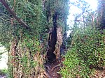 Defynnog Yew trunk, Powys, Wales.jpg