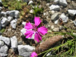 Dianthus carthusianorum 1.jpg