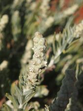 Dicrastylis costelloi var. costelloi flowers.jpg