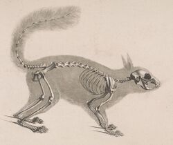 Die vergleichende Osteologie (1821) Sciurus vulgaris.jpg