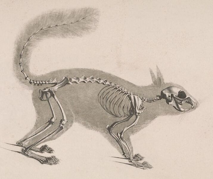 File:Die vergleichende Osteologie (1821) Sciurus vulgaris.jpg
