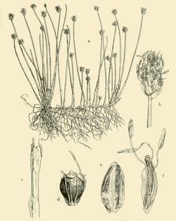 Eleocharis flavescens AWP-SW.png