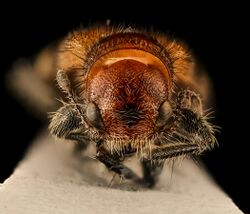 Enoclerus nigripes dubius, face, Dyke Marsh, Fairfax Co., VA 2018-07-10-15.49 (28606335337).jpg