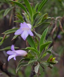 Eremophila freelingii flowers.jpg