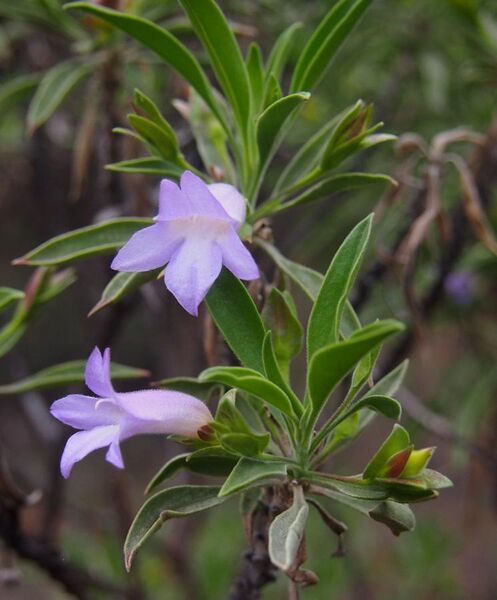 File:Eremophila freelingii flowers.jpg