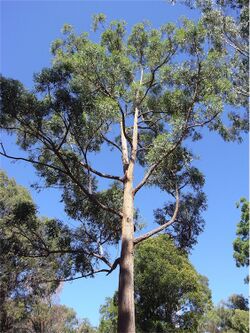 Eucalyptus tindaliae.jpg