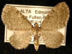 Eupithecia cimicifugata.jpg