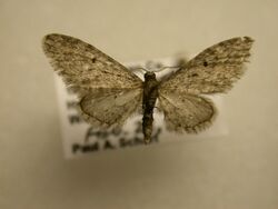 Eupithecia matheri.jpg