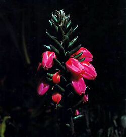 Flor Tepuia venusta.jpg