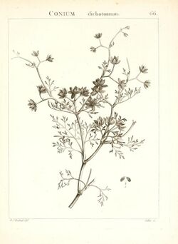 Flora Atlantica, sive, Historia plantarum quae in Atlante, agro Tunetano et Algeriensi crescunt (Plate 66) (7455981850).jpg