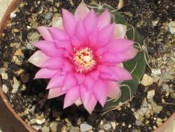 Gymnocalycium denudatum 7.JPG