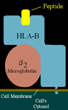 Illustration of HLA-B with peptide in the binding pocket.