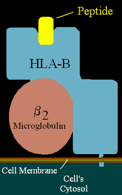 HLA-B.png