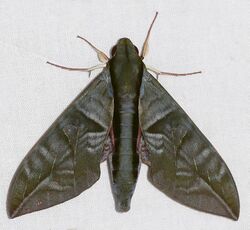 Hawkmoth (Eumorpha phorbas) (38824294835).jpg