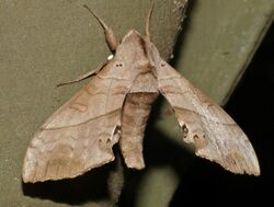 Hawkmoth (Rufoclanis numosae) (13923415895).jpg