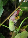 Hibiscadelphus giffardianus flower.jpg