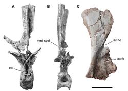 Holotype material of Rebbachisaurus garasbae.jpg