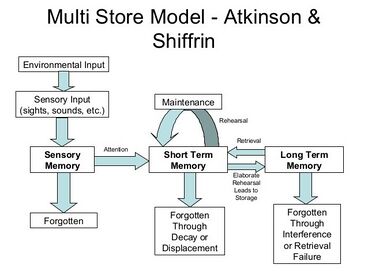 Information Processing Model - Atkinson & Shiffrin.jpg