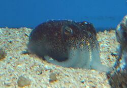 Japanese Bobtail Squid (Sepiolina nipponensis) - GRB.jpg