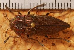 Jewel Beetle (Ectinogonia intermedia) (8284912940).jpg
