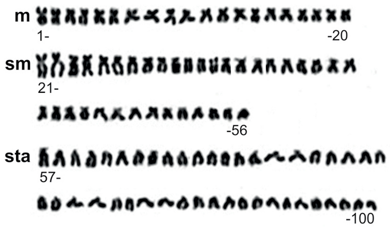 File:Karyotype of crucian carp (Carassius carassius).png