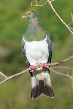 Kereru perched on thin branch.jpg