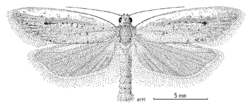 LEPI Tortricidae Ericodesma melanosperma m.png