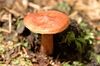 Lactarius rufus - Lindsey.jpg